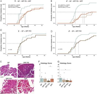 The protective effect of the intestinal microbiota in type-1 diabetes in NOD mice is limited to a time window in early life